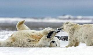 北极熊住在什么地方